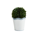 Scalloped Boxwood Pot