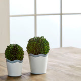 Scalloped Boxwood Pot